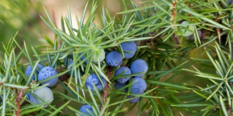 Uzgoj kleke iz sjemena